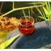 2013, Дяньхун с древних деревьев, 100 г/блин, красный чай, ч/ф Фуюань Чан